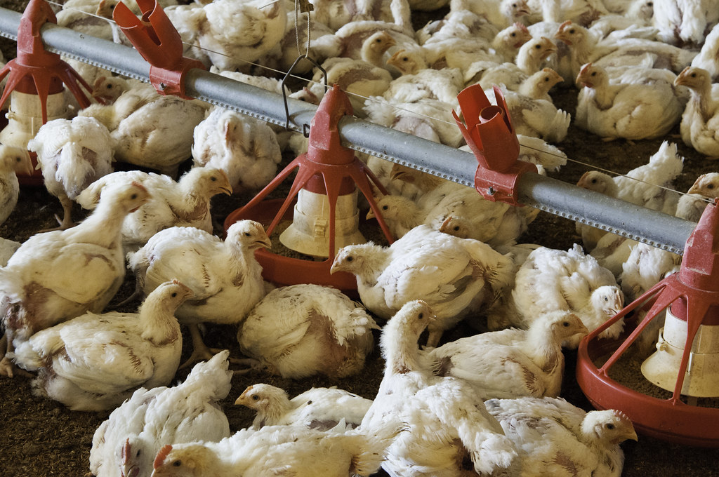 Automatic Poultry Feeder
