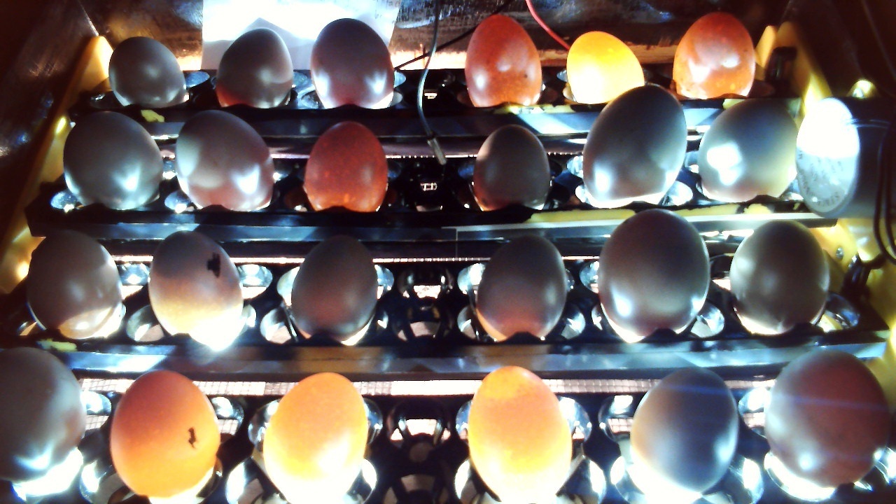 Egg Incubator